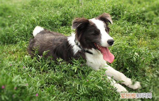 边牧多久断奶吃狗粮 边牧多久断奶
