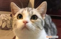 猫疫苗怎么看有没有成功 猫疫苗怎么看起作用了没