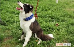 边牧犬几个月爆毛 边牧几个月爆毛