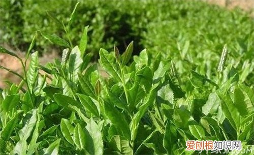 养生之道 蒙顶茶品牌种类有哪些