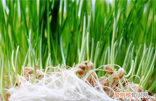 小麦苗的作用与功效解毒抗癌有奇效