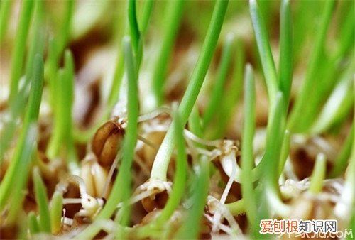 小麦苗的作用与功效解毒抗癌有奇效