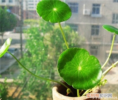 教你一招 金钱草怎么种植 金钱草种植技巧