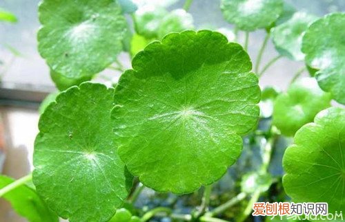 教你一招 金钱草怎么种植 金钱草种植技巧