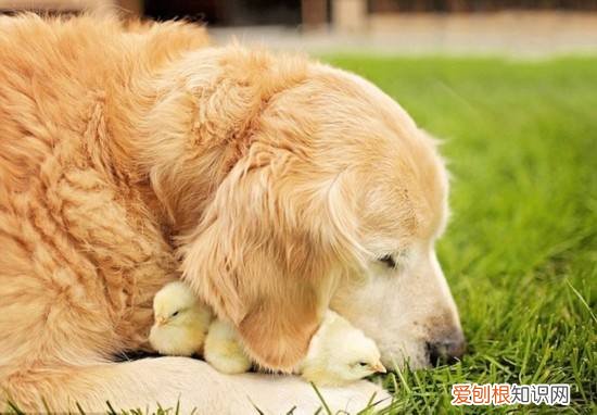 和金毛长的像的狗叫什么品种狗 和金毛长的像的狗叫什么品种