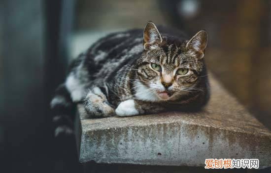 猫咪拉稀呕吐精神不好 猫咪拉稀呕吐