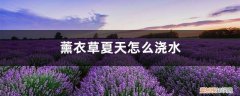 薰衣草夏天怎么浇水,薰衣草容易养活吗为什么 薰衣草夏天怎么浇水，薰衣草容易养活吗