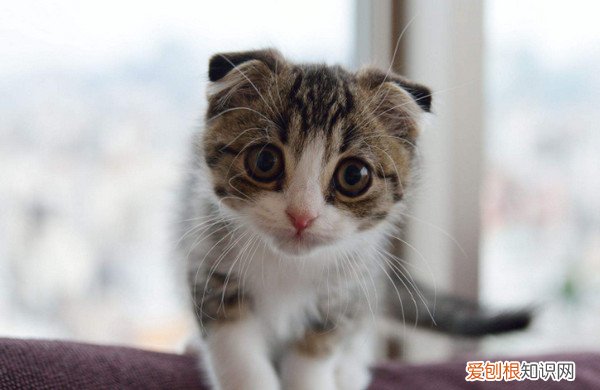 猫咪生活质量,丰富猫的生活环境英文 猫咪生活质量,丰富猫的生活环境
