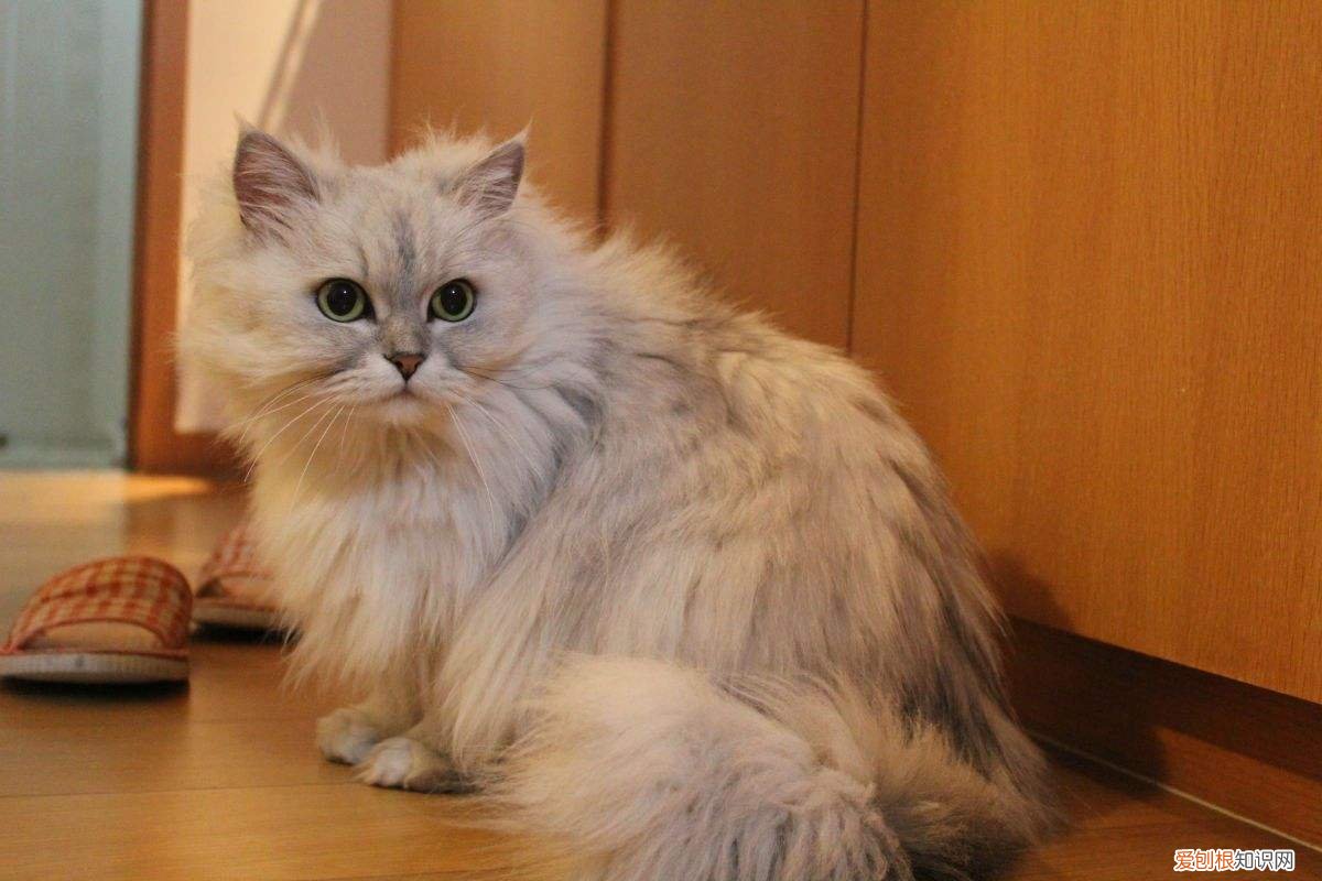 被猫压床解梦 被猫压床