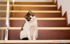 新猫老猫如何相处 新猫老猫