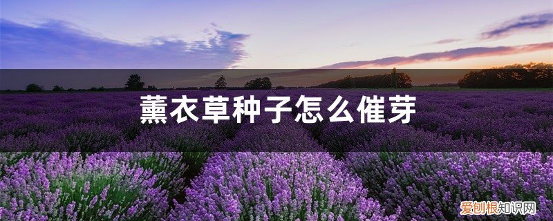 薰衣草种子用水泡 薰衣草种子怎么催芽，薰衣草种子要泡吗