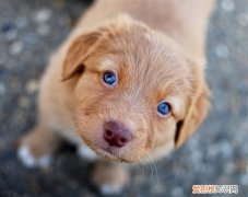 狗狗眼睛有眼屎正常吗 狗狗有眼屎正常吗