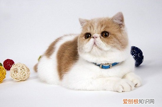 加菲猫有多笨 加菲智商,加菲猫