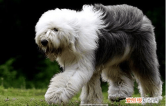 古牧是禁养犬吗知乎 古牧是禁养犬吗
