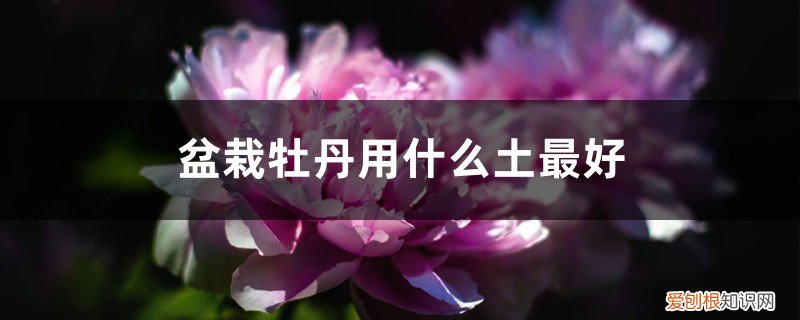 牡丹盆土的配制方法 盆栽牡丹用什么土最好,配土方法
