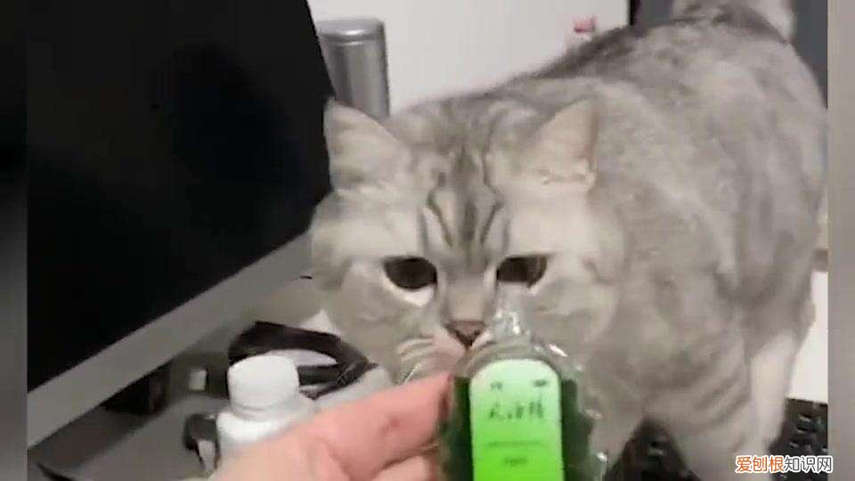 风油精的味道对猫有害吗,风油精的味道对猫什么影响,风油精的味道对猫什么坏处