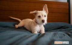 公狗要不要做绝育