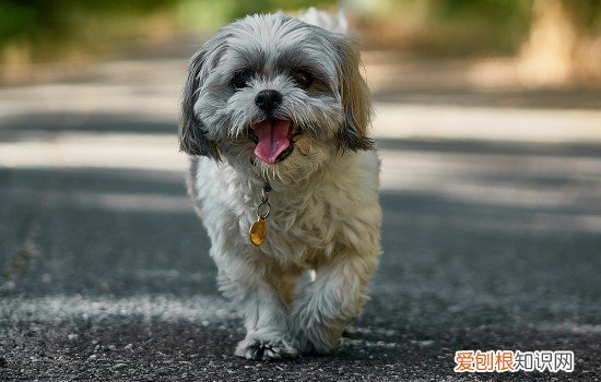小狗狗吐黄水是怎么回事啊 小狗狗吐黄水是怎么回事