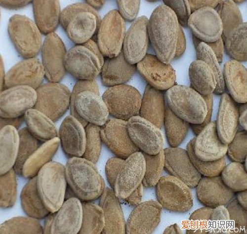 瓜蒌籽种植 瓜蒌壳的功效与作用