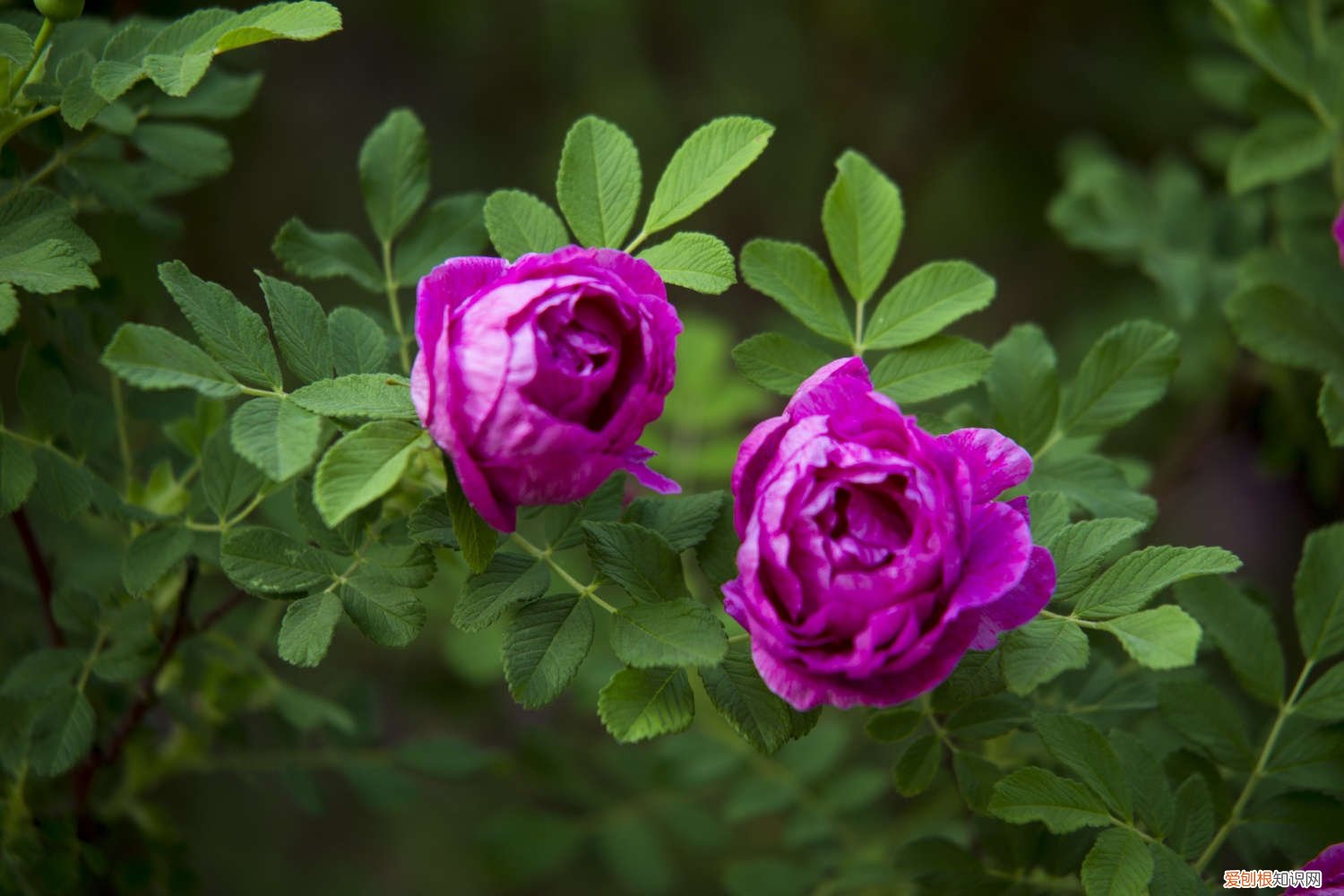 新买的玫瑰花盆栽叶子发黄怎么办 玫瑰花换盆后叶子发黄怎么处理，换盆以后不发新枝怎么办