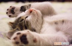猫咪有时候叫不出声怎么回事 猫咪叫不出声怎么回事