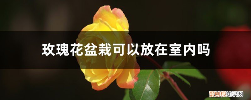 玫瑰花能放室外养吗 玫瑰花盆栽可以放在室内吗，怎么养可以放室内