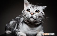 猫的胡子剪了会怎么样 把小猫的胡子剪了会怎么样