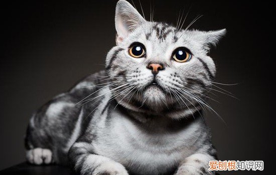 猫的胡子剪了会怎么样 把小猫的胡子剪了会怎么样