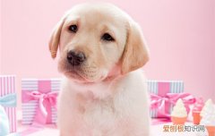 狗好几天不吃东西怎么回事 狗狗不吃东西怎么办都好几天了