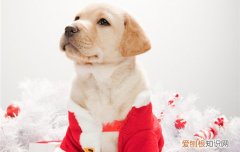 拉布拉多宠物狗怎样养 拉布拉多犬怎么养最好