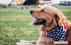 狂犬病的狗有啥症状 狂犬病的狗有什么症状