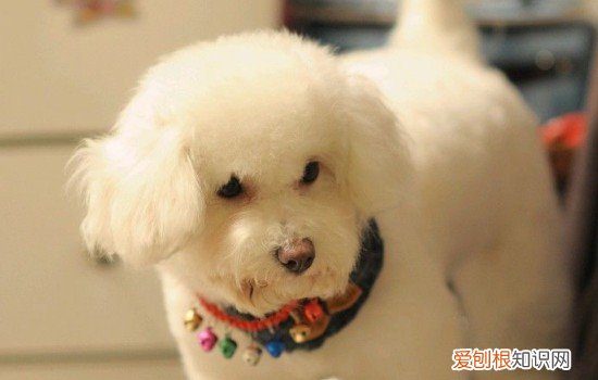 狗得细小有啥特征 狗狗细小有什么特征没