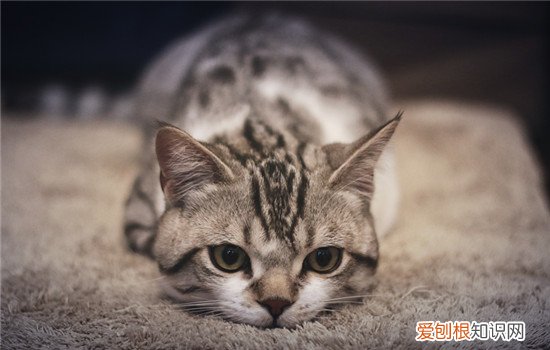 猫饿一天会不会饿死 猫咪饿一周会死亡