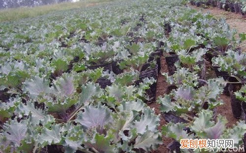 羽衣甘蓝种植技术羽衣甘蓝栽培技术及要点