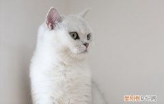 猫咪睡觉肚子起伏频率很快 猫咪肚子起伏频率大