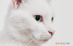 猫舌头上的倒刺有什么用,猫舌头上的倒刺的作用,猫舌头上的倒刺的功能