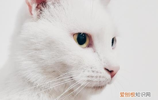 猫舌头上的倒刺有什么用,猫舌头上的倒刺的作用,猫舌头上的倒刺的功能