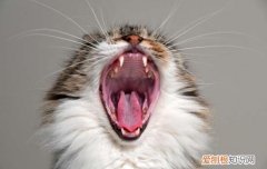 猫咪吐毛是正常现象吗? 猫咪开始吐毛