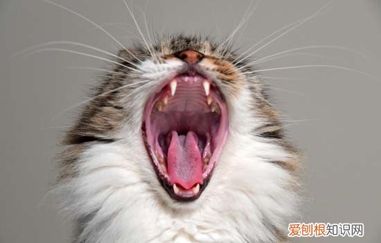 猫咪吐毛是正常现象吗? 猫咪开始吐毛