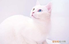为什么猫咪屁股对着你 猫屁股对着你