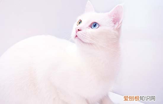 为什么猫咪屁股对着你 猫屁股对着你