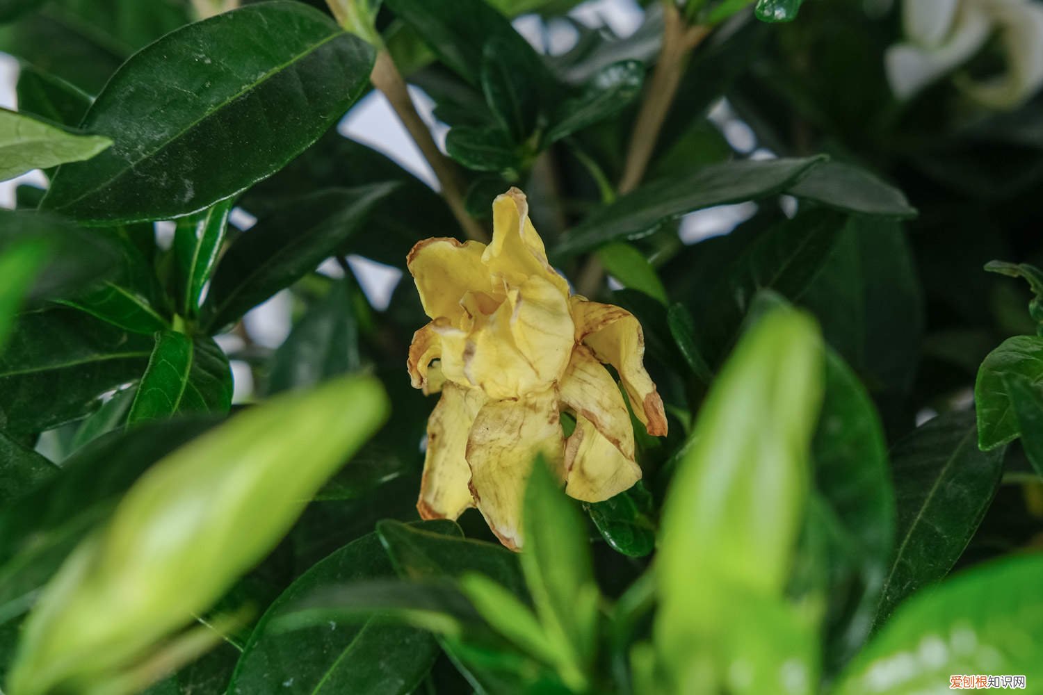栀子花冬天怎么养要注意什么 栀子花怎样安全度过冬天，栀子花冬天开花吗