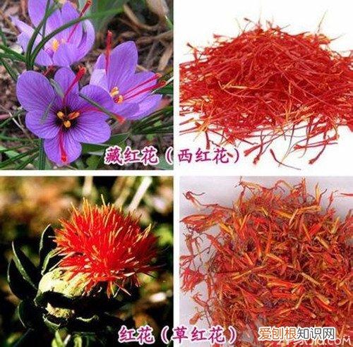 藏红花和红花有什么区别藏红花与红花的鉴别方法