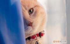 猫呼噜声像卡了痰一样 猫呼噜声像卡痰了