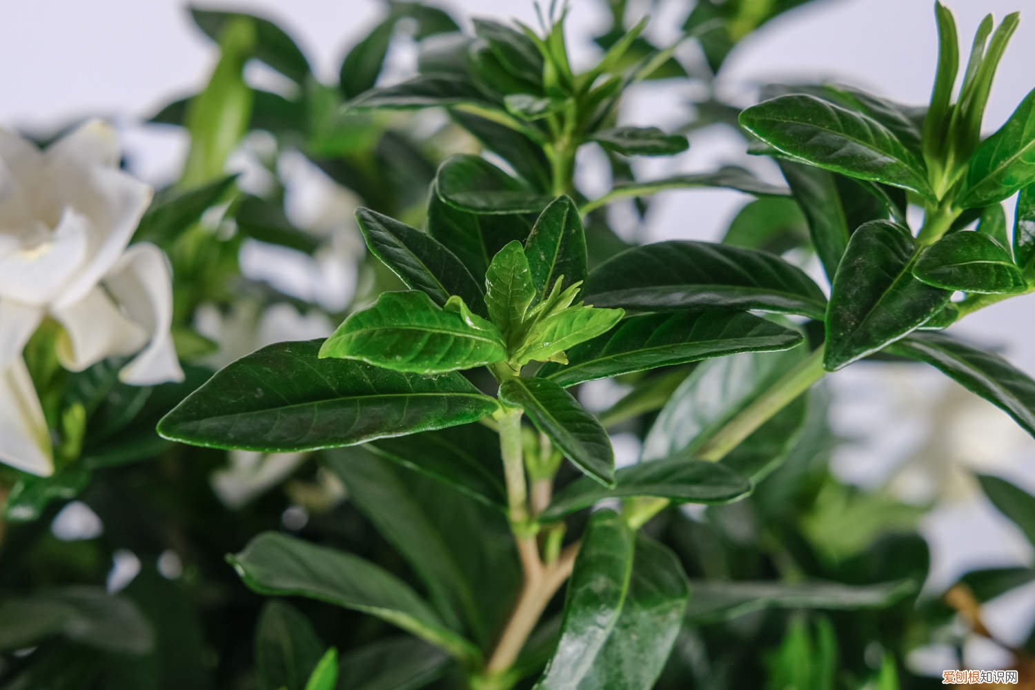 栀子花开花的时候能浇水吗 栀子花喜水还是喜干，浇水时可以加什么