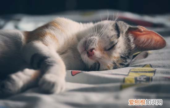 猫咪抑郁不吃不喝 猫抑郁不吃不喝