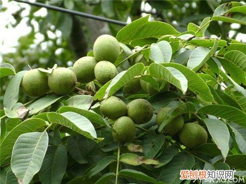 【核桃】8518核桃知识介绍8518核桃品种优势