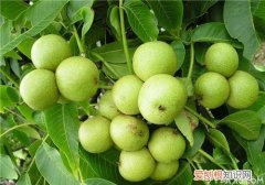 【核桃】8518核桃知识介绍8518核桃品种优势