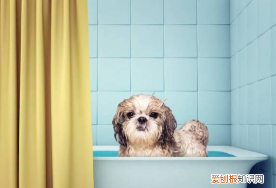 狗狗可以用凉水洗澡么 可以用凉水给狗洗澡么