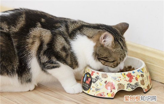为什么猫不吃旧猫粮 没有旧猫粮过渡